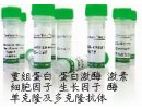 MouseAntiHumanPeroxiredoxin-1（PRDX1）
