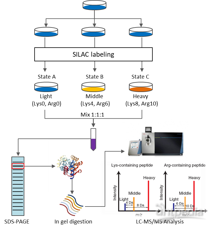 SILAC 蛋白质组学技术