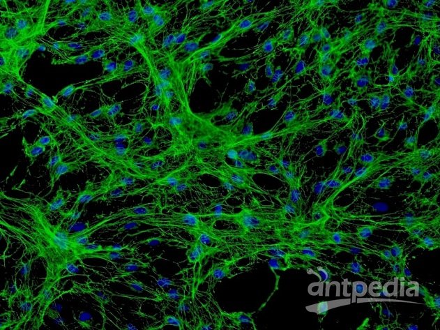 人中脑神经元 HN-mb