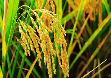 水稻（Oryza sativa）遗传转化