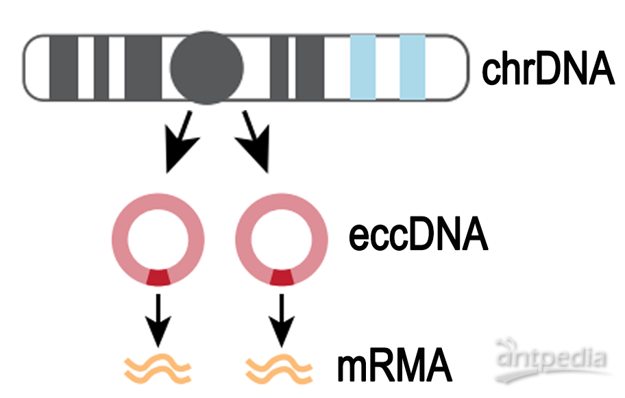 环状DNA测序（ecc DNA测序