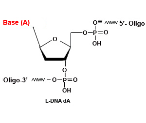 左旋L-DNA寡核苷酸合成