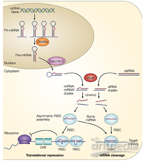 MicroRNA整体研究方案