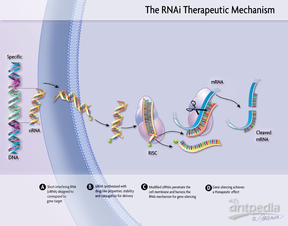 RNA干扰实验