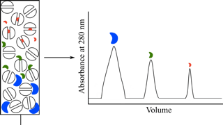 蛋白质纯度分析（分子筛/反相色谱