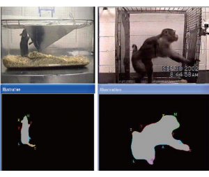 HomecageScan动物精细行为分析系统 