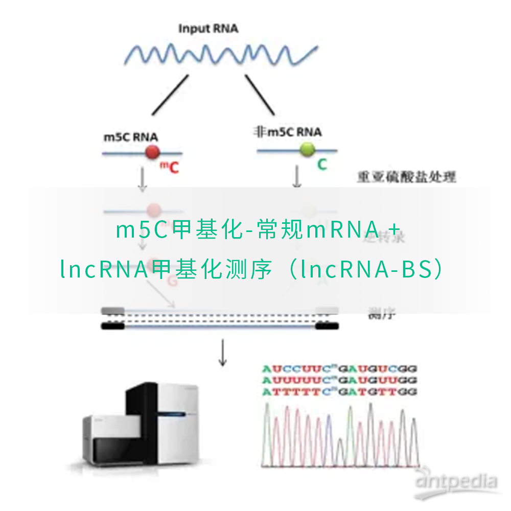 m5C甲基化-常规mRNA +lncRNA甲基化测序（lncRNA-BS