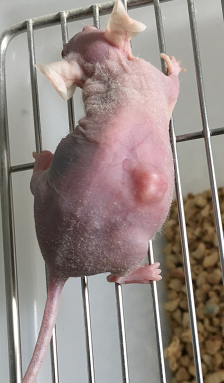 裸鼠皮下成瘤模型