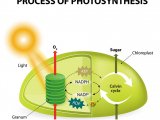 photosynthesis@1200x1200