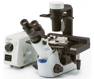 奥林巴斯CKX53倒置生物显微镜/紧凑型符合人体工学设计的细胞培养解决方案