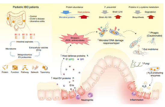 肠道菌群-宏蛋白质组