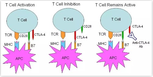两篇长文报道CTLA-4抗体在肿瘤免疫治疗
