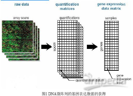 DNA microarray相关的基因表达数据处理攻略