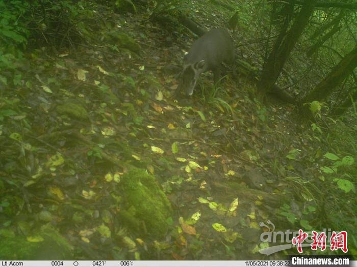四川米仓山国家级自然保护区红外相机拍到毛冠鹿。　四川米仓山国家级自然保护区 供图