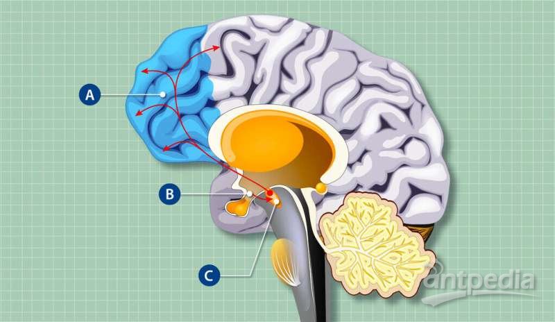 Cells that control hunger affect brain structure and function