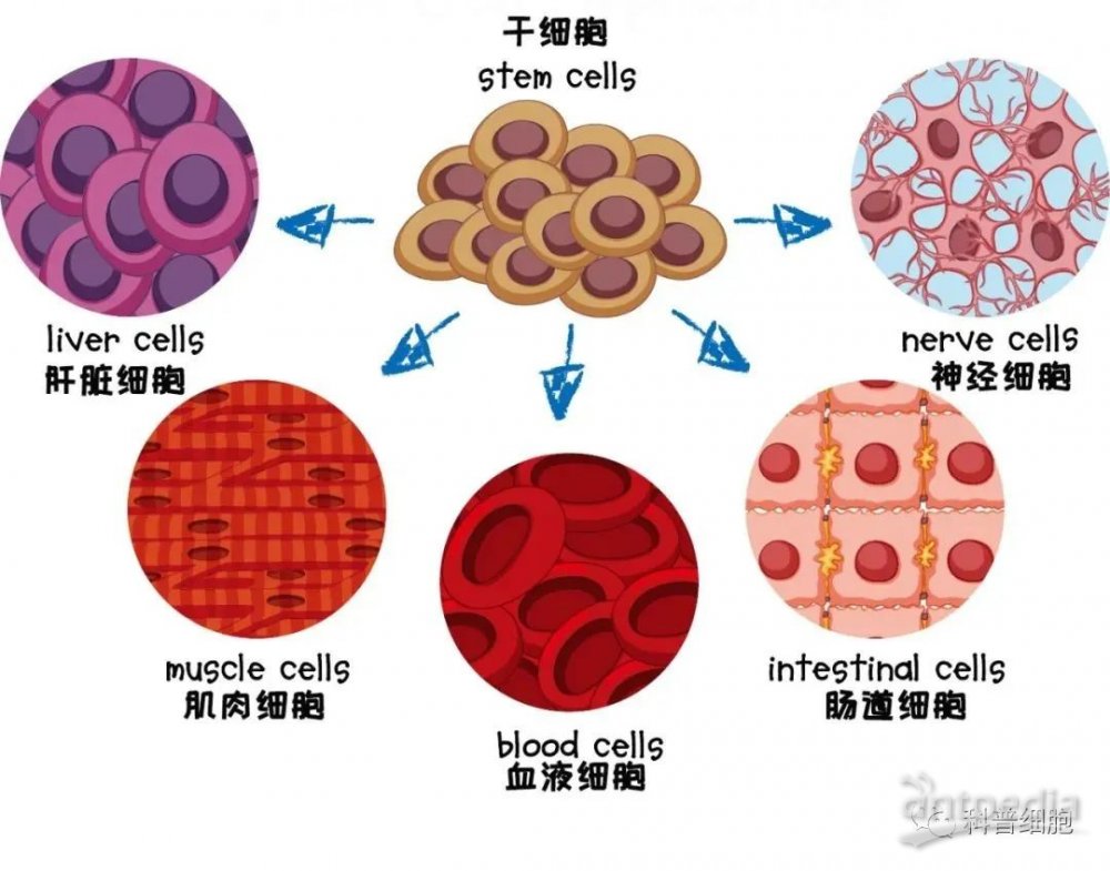 干细胞抗衰老40问，强烈建议收藏！(图3)