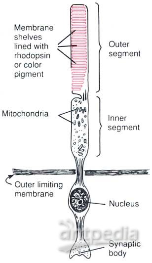 感光细胞(图1)