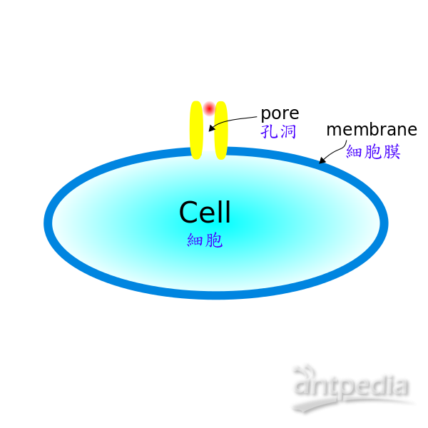 溶细胞素(图1)
