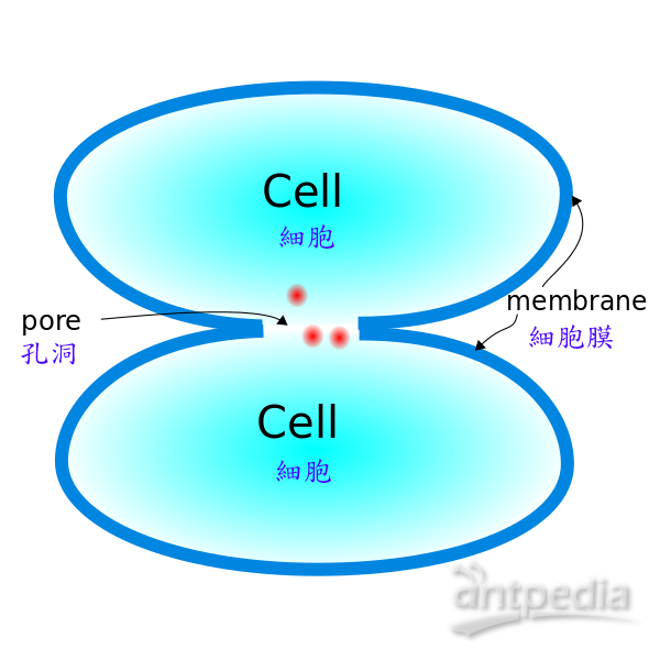 溶细胞素(图2)