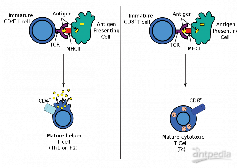 辅助性T细胞(图1)