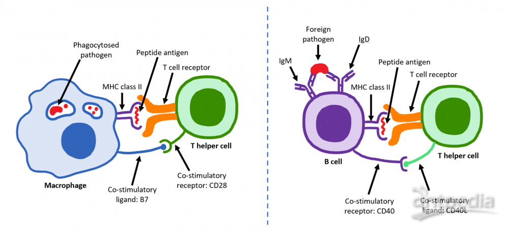 辅助性T细胞(图2)
