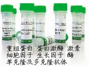 MouseAntiHumanCaseinkinaseIisoformalpha（CSNK1A1）