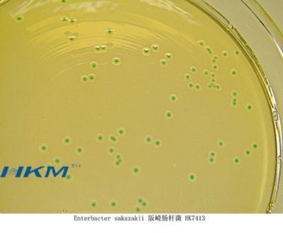 CRM006阪崎肠杆菌显色培养基ChromogenicEnterbacterSakazakiiAgar