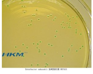 CRM006阪崎肠杆菌显色培养基ChromogenicEnterbacterSakazakiiAgar)