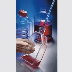 <em>CellBIND</em>表面细胞培养瓶