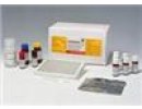 谷氨酸检测试剂盒