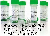 MouseAntiHumanPeroxiredoxin-1（PRDX1