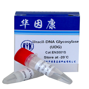 <em>Uracil</em>-DNAGlycosylase（UDG）