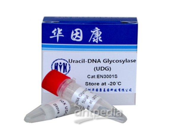 Uracil-DNAGlycosylase（UDG）