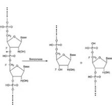 70664 内切核酸酶 来源于粘质沙雷氏菌