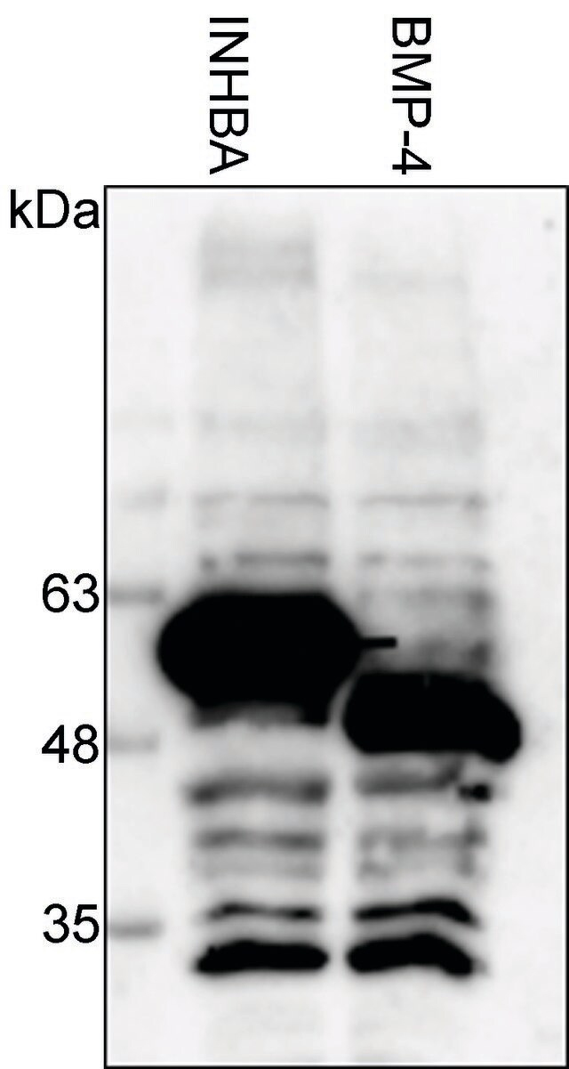 CFPS700  二代不含细胞的蛋白质表达试剂盒（小麦胚芽