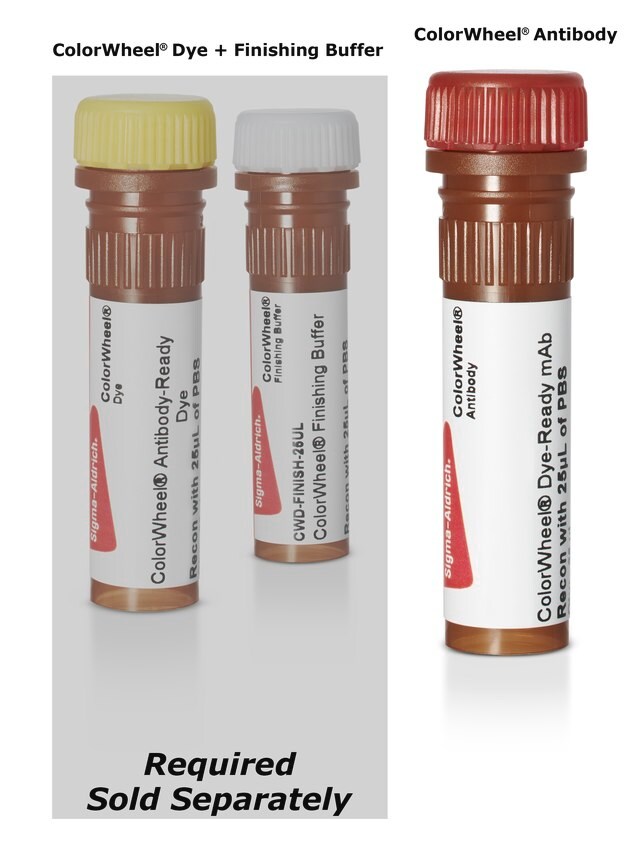 CWA-1000 Anti-Human CD45RA (HI100) ColorWheel™ Dye-Ready mAb CD45RA单抗