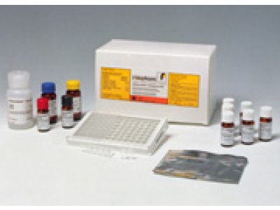 克仑特罗(瘦肉精)检测试剂盒