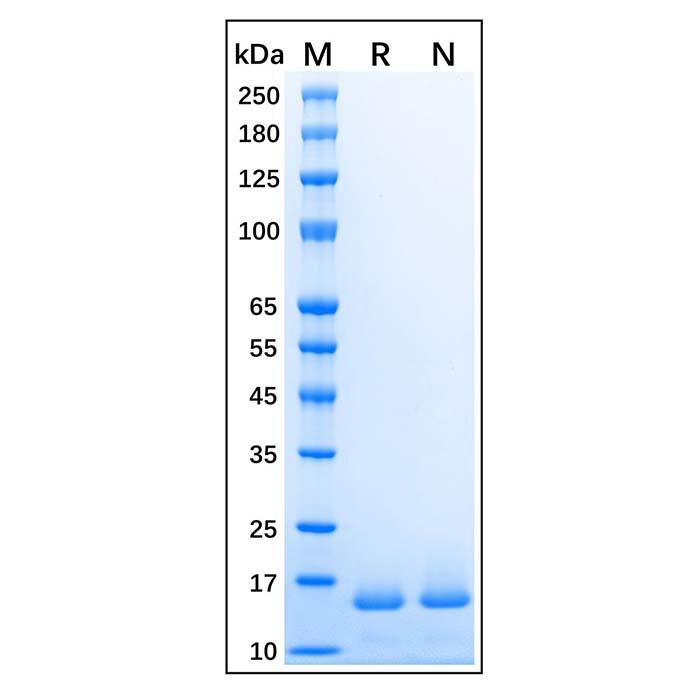 Recombinant Human <em>Histone</em> <em>H2B</em> Protein，Carrier Free, Azide Free, ≥95%(SDS-PAGE)