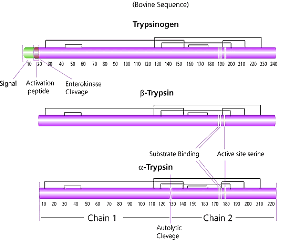 胰蛋白酶 <em>来源于</em><em>牛</em>胰腺(TPCK处理,辐射)，9002-07-7，≥180 units/mg protein