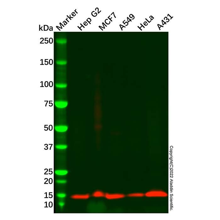 Cystatin-B Antibody，ExactAb™, Validated, Carrier Free, Azide Free, High performance, Lot by Lot