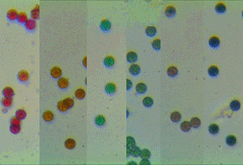 Aladdin彩色单分散聚苯乙烯微球，黄色,粒径:300nm,2.5% w/v,基质:聚苯乙烯