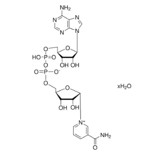 β-烟酰胺<em>腺</em><em>嘌呤</em>二<em>核苷酸</em>（NAD），53-84-9，95%