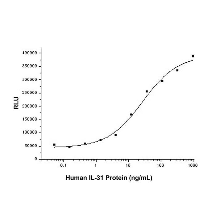 Recombinant Human IL-31 Protein，ActiBioPure™, Bioactive, Animal <em>Free</em>, Carrier