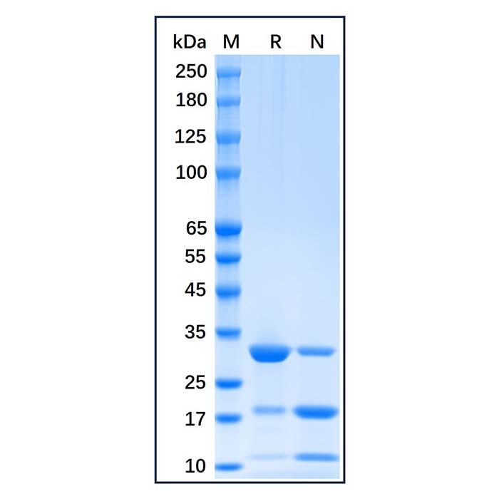 Recombinant mCherry Protein，Carrier Free, Azide Free, ≥90%(<em>SDS</em>-PAGE)