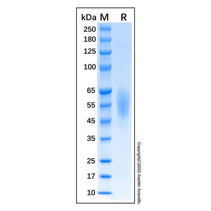 Recombinant Human <em>CD200R1</em> Protein，Animal Free, Carrier Free, Azide Free, ≥95%(SDS-PAGE)