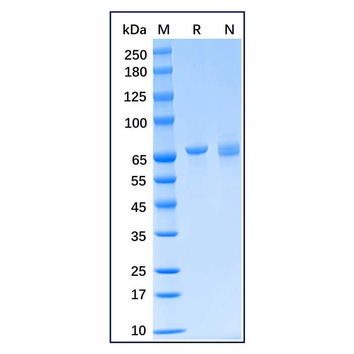 Recombinant Human Grp75/MOT Protein，Carrier <em>Free</em>, Azide <em>Free</em>, ≥95%(SDS-PAGE), Lyophilized