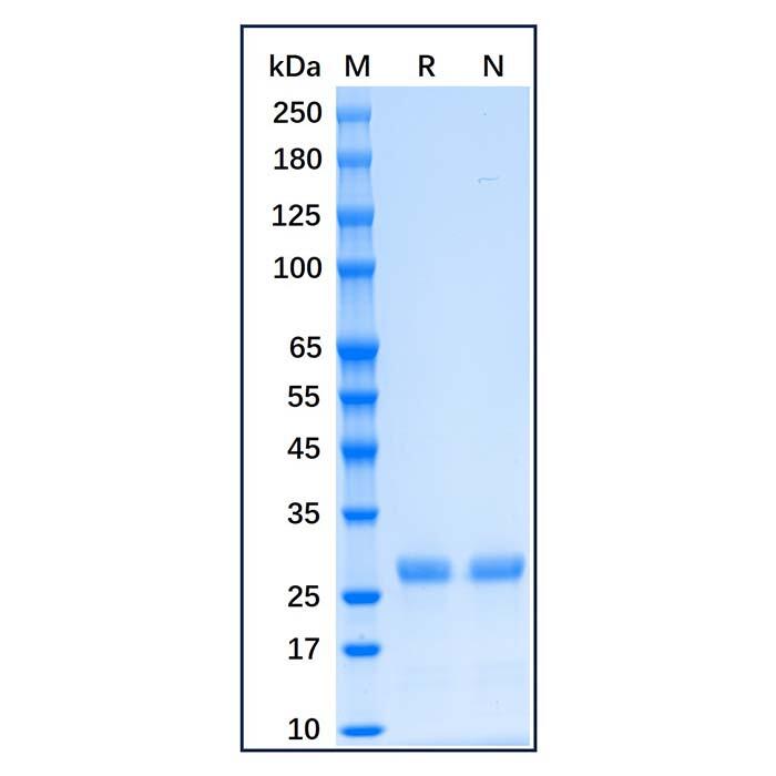 Recombinant Human <em>Bcl-XL</em> Protein，Carrier Free, Azide Free, ≥95%(SDS-PAGE)