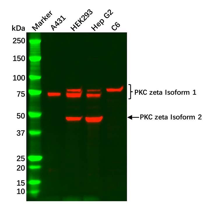PKC zeta <em>Antibody</em>，ExactAb™, Validated, Carrier Free, High performance, Lot by Lot