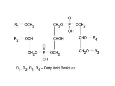 心磷脂 溶液 来源于牛心脏，4.7-5.3 mg/mL in ethanol, ≥97% (TLC)