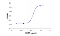 Recombinant Human VEGF Protein，127464-60-2，ActiBioPure™, Bioactive, GMP, Azide Free, High performance, ≥95%(SDS-PAGE)